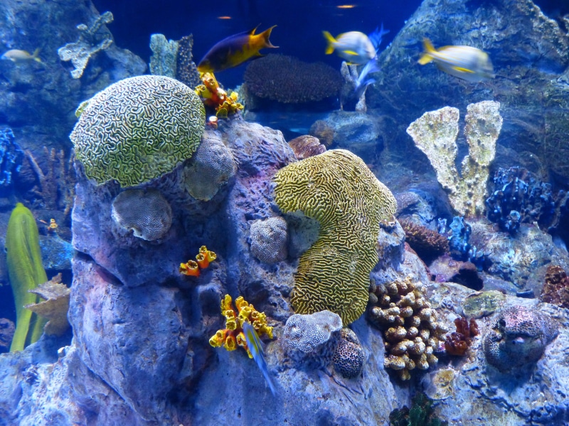 nature, rock, undersea, group of animals, sponges, animal, gray, animals in the wild, animal wildlife, animal themes, sea life, no people, invertebrate