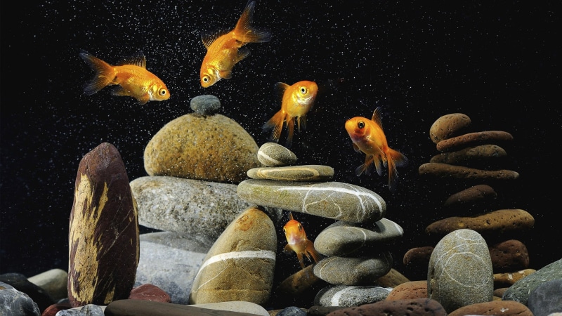 sea, rock, nature, animal, sea life, underwater, animal themes, rock - object, vertebrate, animal wildlife, symbol, pebble, swimming, solid, no people
