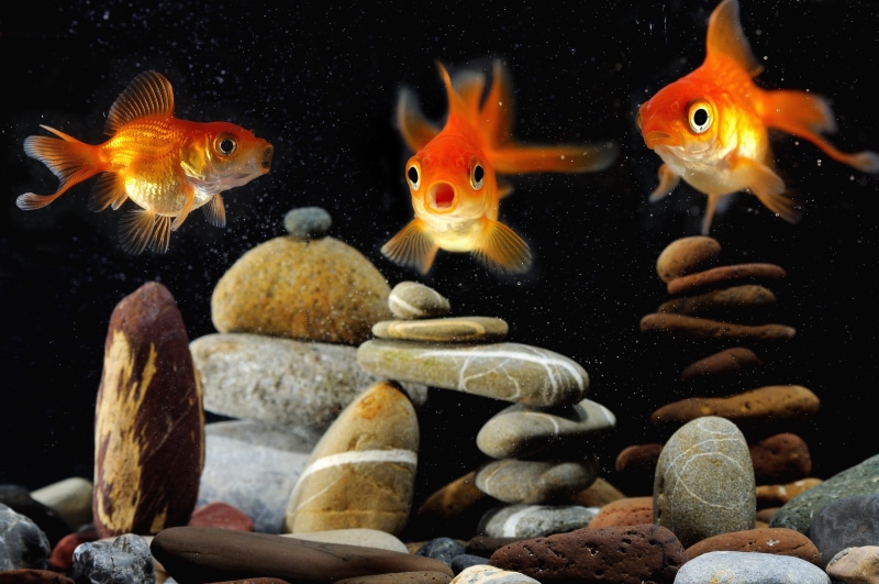 rock, fishes, underwater, swimming, solid, pets, group of animals, animals in captivity, vertebrate, 4K, pebble, school of fish, animal, sealife, fish