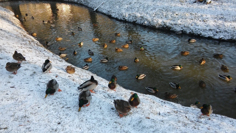 pond, school of fish, animal themes, lake, beauty in nature, animal, group of animals, bird, outdoors, river, rock, swimming, water, 2K, high angle view