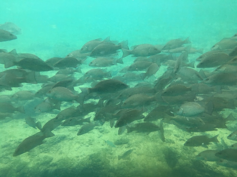 bonito, vertebrate, animals in the wild, rock, coral reef, herring, 4K, underwater, undersea, group of animals, no people, animal themes, manatee, water