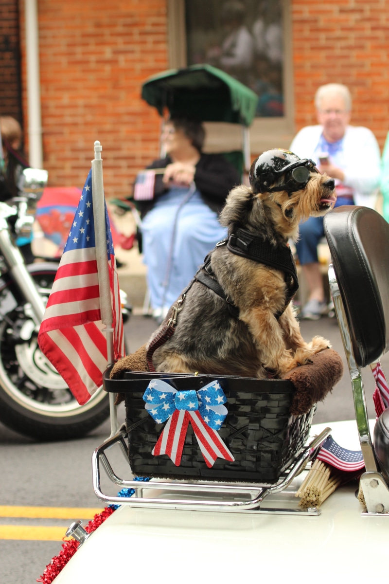 real people, motorcycle, focus on foreground, biker, dog, men, symbol, pets, parade, one animal, flag, humor, pet, domestic animals, jump seat, memorial
