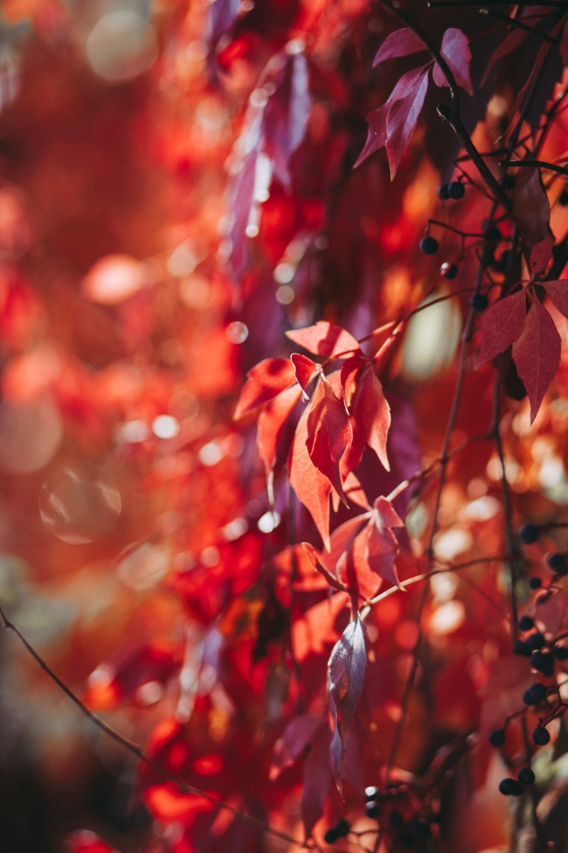 beauty in nature, tranquility, flowers, red, leaves, maple leaf, day, photography, growth, selective, colors, close-up, autumn, plant, leaf, fruits, bright