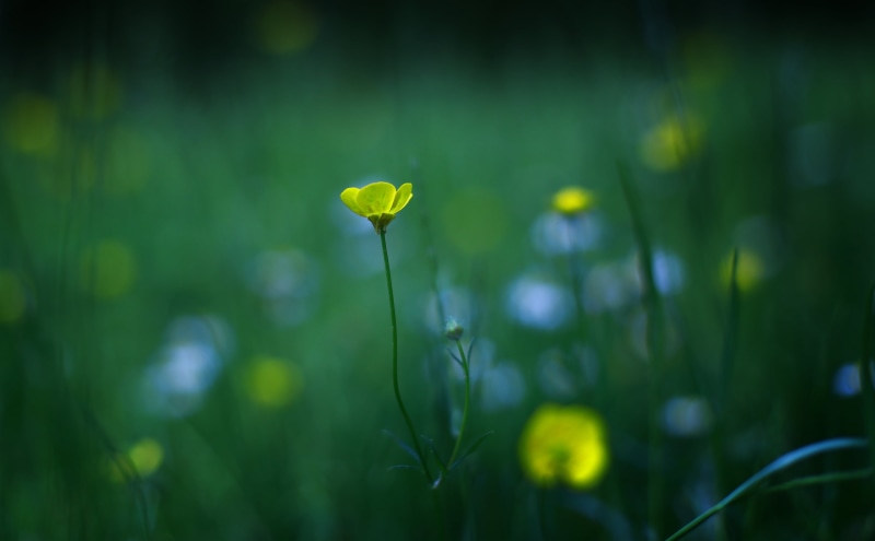 dom, yellow, photography, springtime, grass  green, focus, plant, 4K, freshness, piece, grass, summer, close-up, macro, Natur, selective focus, green Color