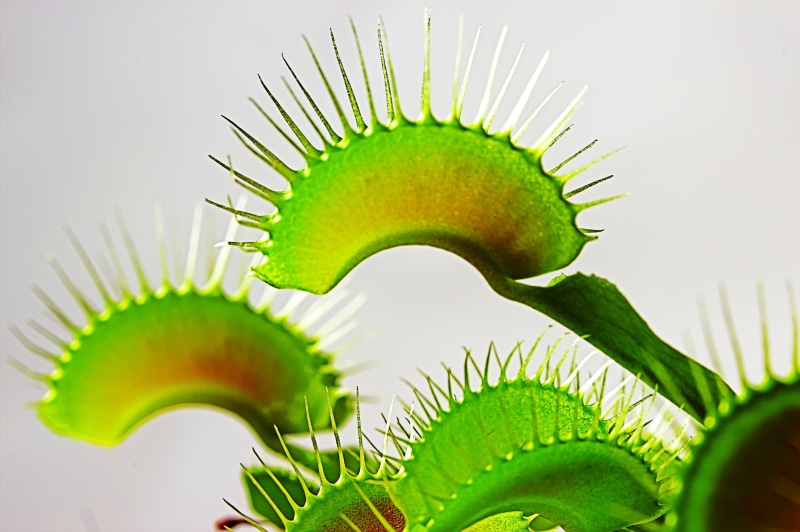 selective, muscipula, venus fly trap, Dionaea muscipula, flora, thorn, background, botany, photography, 5K, plant, plants, selective focus, focus, close-up