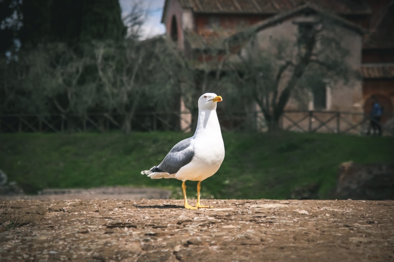 animal, vertebrate, sea gull, forum romanum, 5K, land, rome, animals in the wild, architecture, italy, field, animal themes, no people, focus on foreground