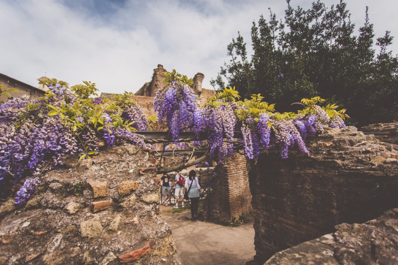 roma, italy, roman forum, wilderness, outdoors, real people, growth, sky, trees, touristic, city trip, plant, beauty in nature, architecture, men, flowering plant