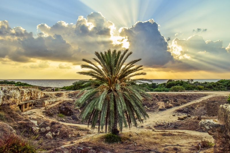 growth, sky, archaeological site, tropical climate, 5K, no people, sunlight, ruins, nature, clouds, palm tree, sunbeam, cyprus, outdoors, plant, tranquil scene
