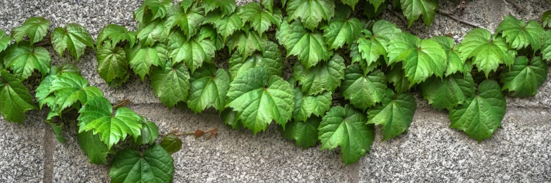 wild, high angle view, organic, the leaves, wellbeing, freshness, wall, day, vegetarian food, 5K, spring, block, plant part, hwalyeob, no people, gray