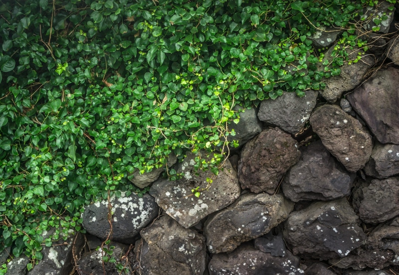 vine, stone - object, high angle view, beauty in nature, the leaves, abstract, plant part, plant, solid, nature, wall, growth, damme, stone wall, state of the union
