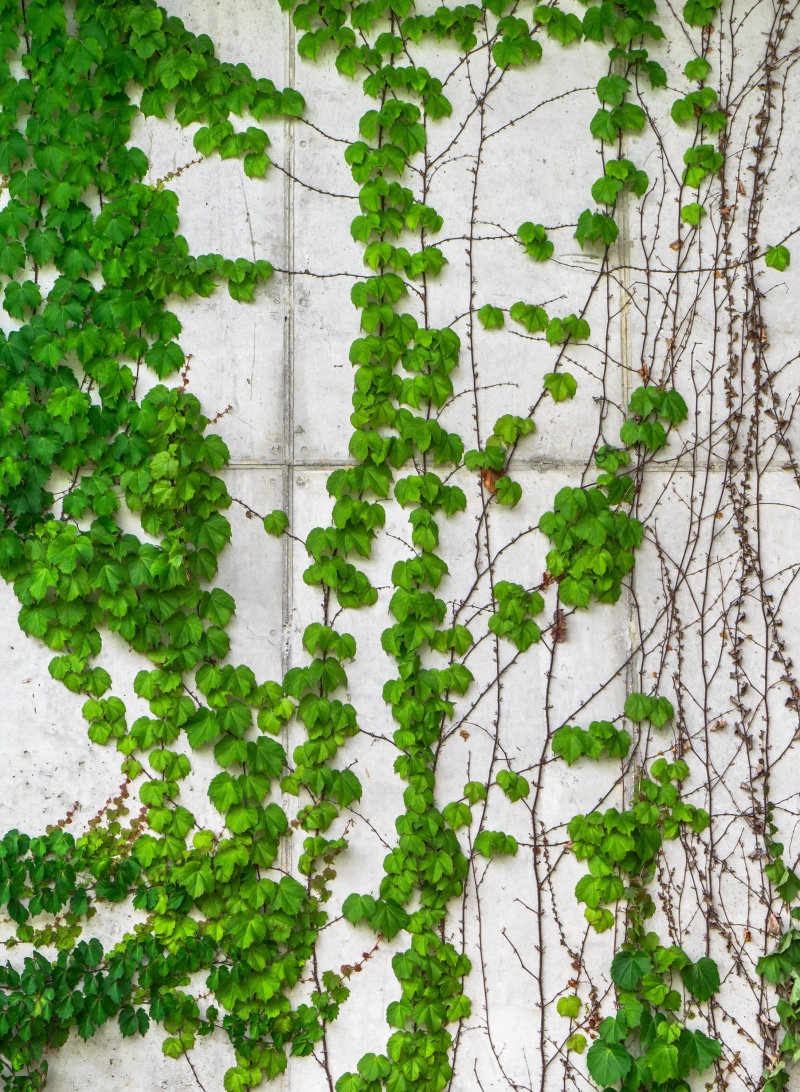 nature, wall, close-up, full frame, wall - building feature, green color, green, the leaves, grey, state of the union, vine, outdoors, day, 2K, growth