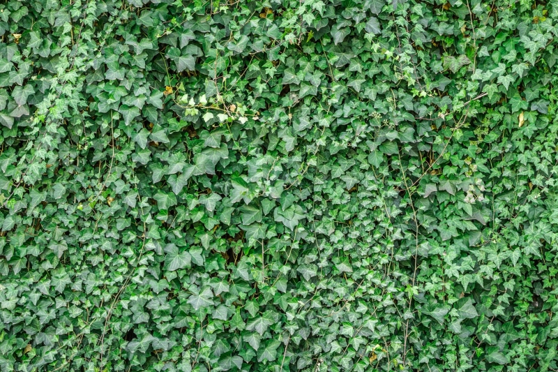 nature, leaves, hwalyeob, 4K, day, ivy, no people, damme, foliage, freshness, plant part, plant, abundance, plants, land, high angle view, daytime, vine