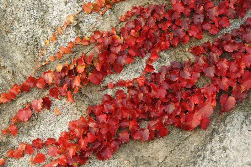 red, 4K, flower head, plants, leaves, day, ivy, fragility, autumn leaves, beauty in nature, built structure, concrete, nature, vine, leafed, architecture