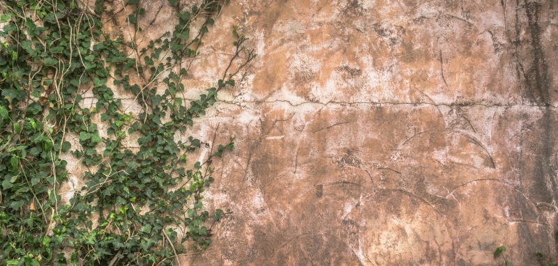 the leaves, creeper plant, pattern, plant, stone wall, rough, wall - building feature, vine, close-up, nature, no people, built structure, ivy, leaf, texture