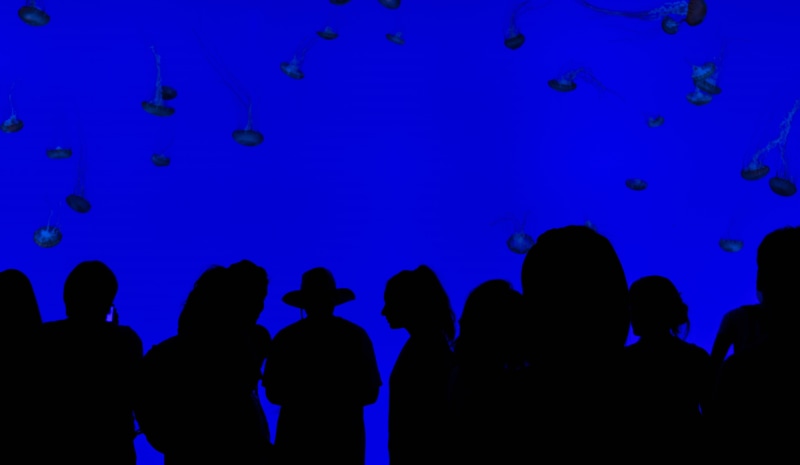 silhouette, water, adults only, men, party, women, man, crowd, illustration, aquarium, moon, marine, animals in captivity, light, large group of people