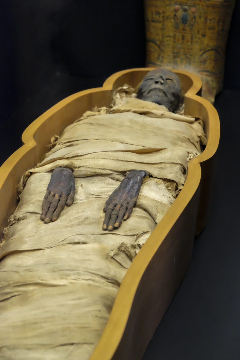 one animal, vertebrate, yellow, indoors, museum, wellbeing, freshness, food, healthy eating, egypt, still life, wood - material, selective focus, 4K, table