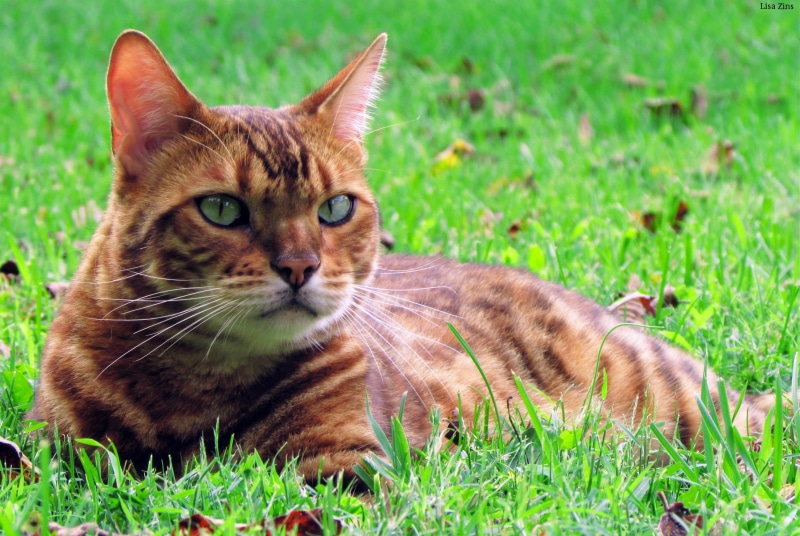 summer, green grass, cute, colouring, nature, breed, Prionailurus bengalensis, animal, daytime, brown, gray, Tn, Hybrid, prionailurus  bengalensis, mammal