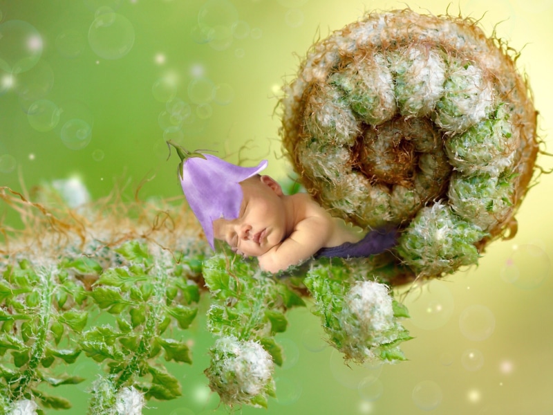 mood, fairy tales, peaceful, photo montage, sweet, freshness, romantic, flower head, beautiful, sleeps, real people, desire, dreams, fairytale, birth, green color