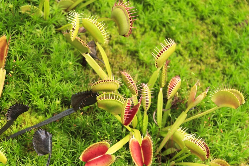 isolated, plants, grass, eater, nature, plant part, flytrap, green, closeup, plant, macro, field, outdoors, close-up, close, background, muscipula, leaf