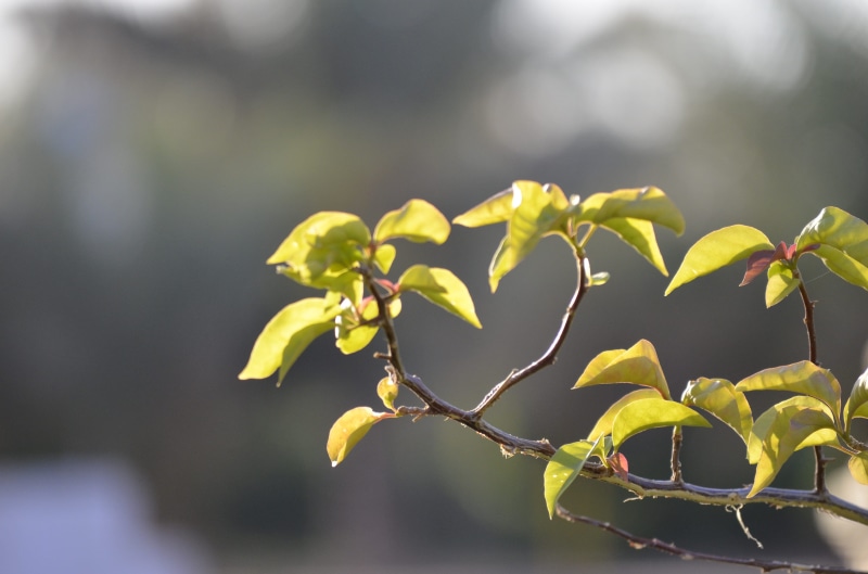 forest, 2K, close-up, plant part, growth, plant, freshness, islamic university of madinah, medina, outdoors, focus on foreground, springtime, day, flower