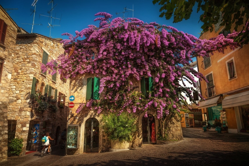 Sirmione, street, Lombardy, home, flowering, 1080P, Italy, Bougainvillea, tree