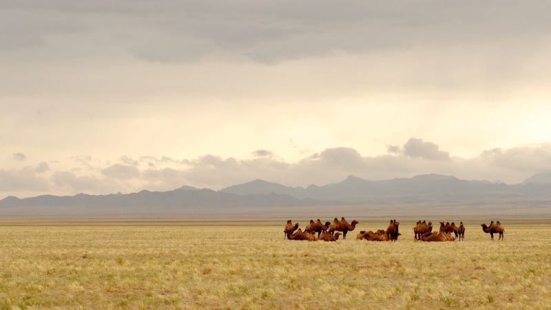 steppe, camels, landscape, domestic animals, herd, nature, grassland, top, agriculture, grass, gobi, no people, 2K, domestic, large group of animals, group of animals