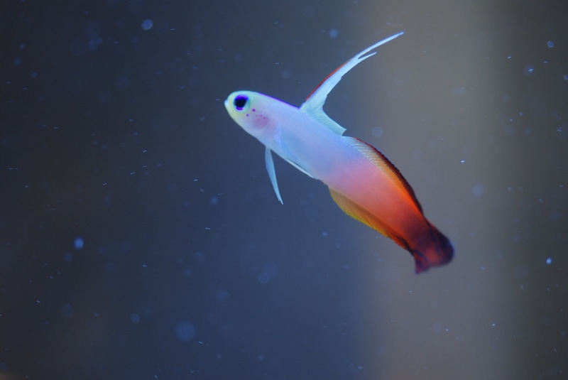 4K, swim, animal wildlife, pet, orange, close-up, tropical fish, nature, saltwater fish, sea, underwater, aquarium fish, fire goby, water tank, swimming