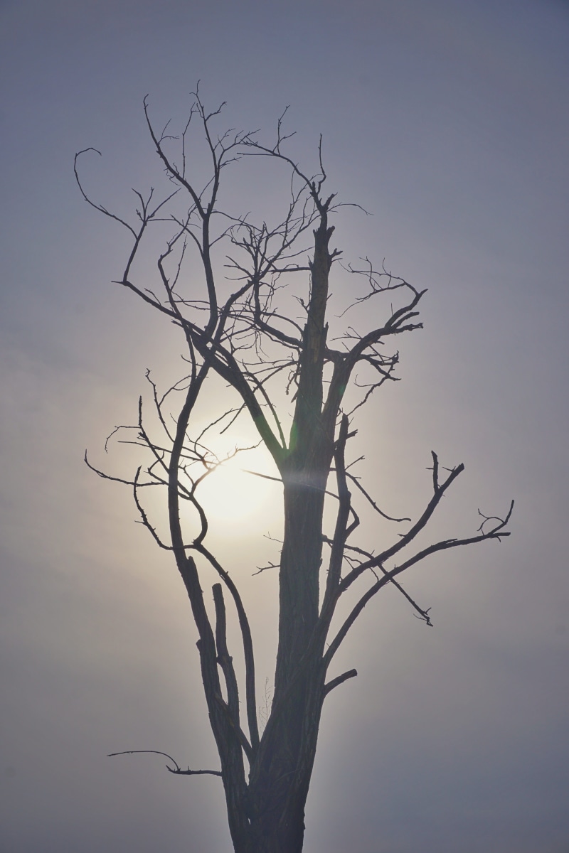 beauty in nature, day, low angle view, bare tree, dead plant, scenics - nature, nature, 5K, trunk, silhouette, isolated, tranquility, sky, outdoors, dry