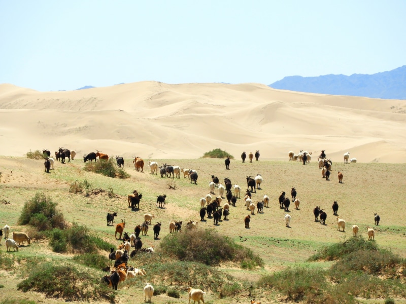 goats, the gobi desert, no people, environment, group of animals, herd, day, plant, cattle, outdoors, field, livestock, mammal, clear sky, vertebrate, animal themes
