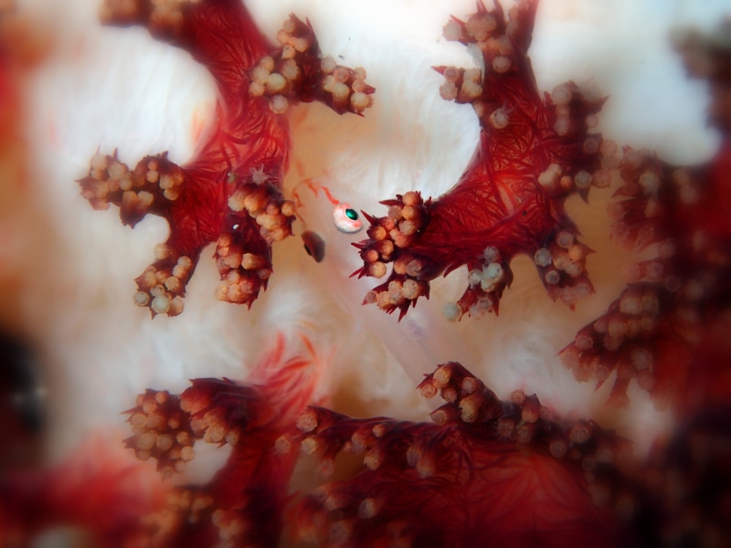 micro goby, growth, natural, dive, saltwater, flower, marine, nature, Goby, red, animal, indonesia, autumn, beauty in nature, selective focus, mollusk