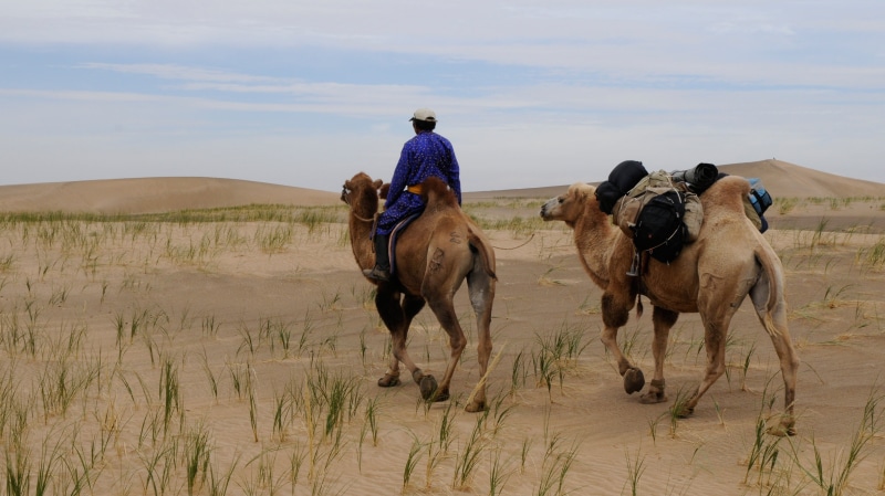 land, arid climate, working animal, pets, riding, sand, middle, climate, domestic, camel, mongolia, 4K, sky, desert, mammal, man, men, vertebrate, nomad