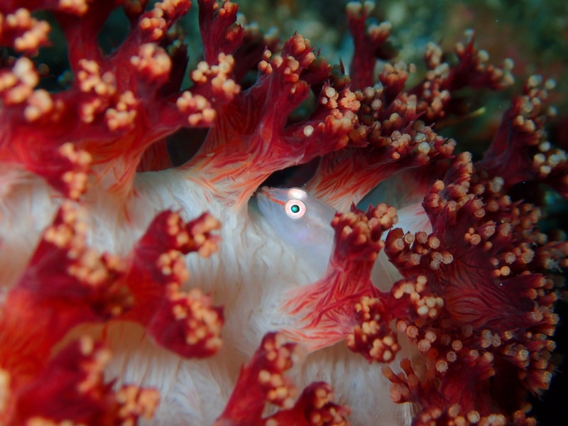 manado, coral, Micro, fauna, mollusk, tropical, marine, water, micro goby, mollusc, no people, scuba, close-up, sea life, ecosystem, 4K, fish, one animal