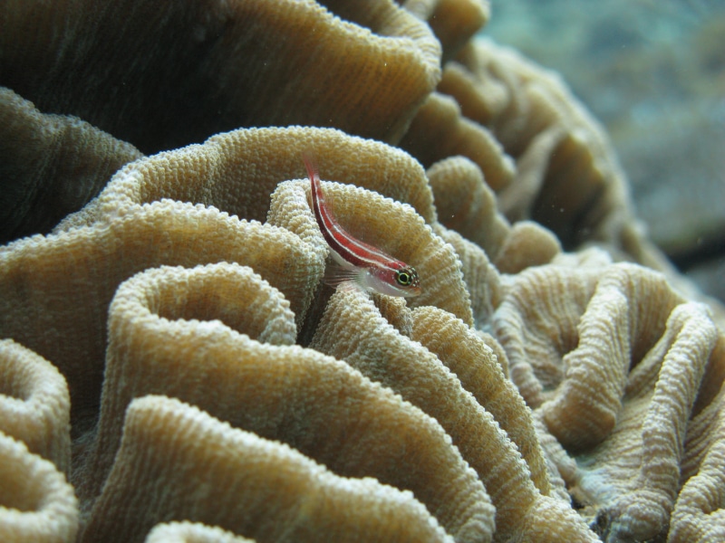 close-up, Juvenile, invertebrate, animal themes, sea Life, Scuba, animal, Goby Fish, underwater, animal wildlife, animals in the wild, water, undersea