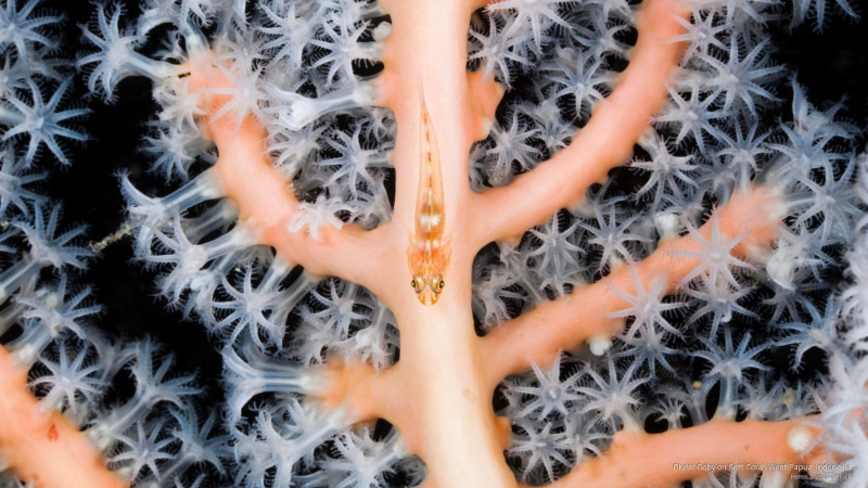 papua, 2K, west, coral, goby, ghost, indonesia, Ocean Life, soft