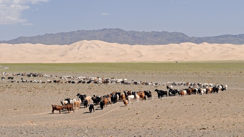livestock, goats, mammal, desert, day, domestic animals, vertebrate, mongolia, animal themes, nature, herd, 4K, landscape, no people, gobi, large group of animals