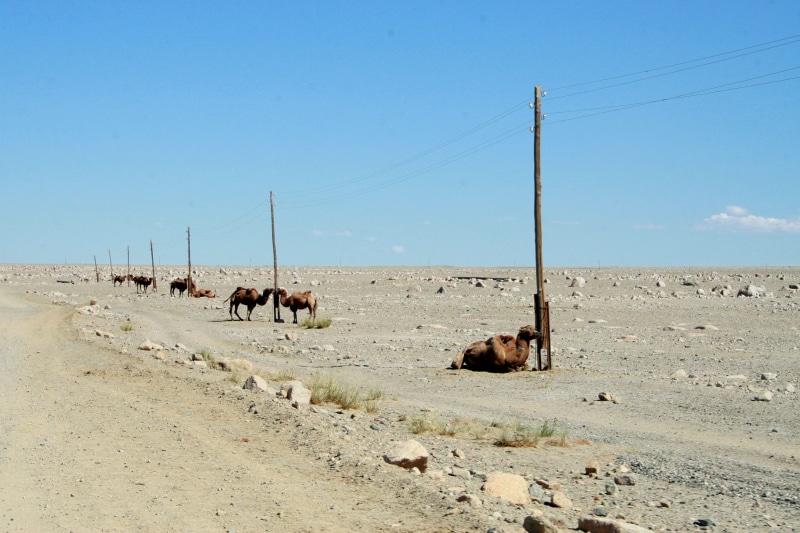 desert, arid climate, pets, camel, sky, no people, animal, cable, domestic animals, climate, parking, vertebrate, outdoors, day, mammal, environment, nature