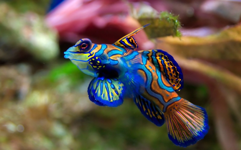 animal wildlife, animals in the wild, fish, Mandarin, focus on foreground, swimming, Goby, close-up, multi colored, one animal, sea, no people, nature
