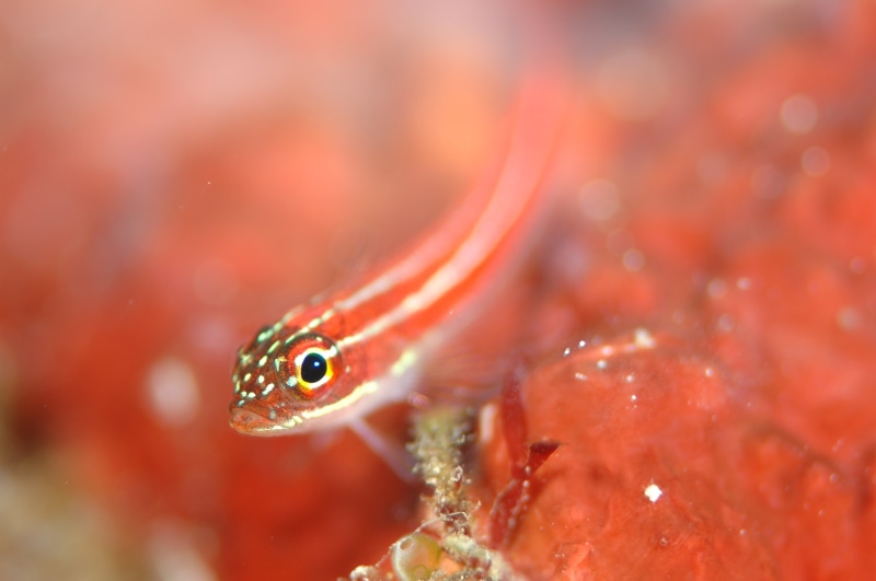 one animal, 2K, sea, animal body part, animal wildlife, underwater, marine, animal head, close-up, underwater life, animal, sea life, undersea, water