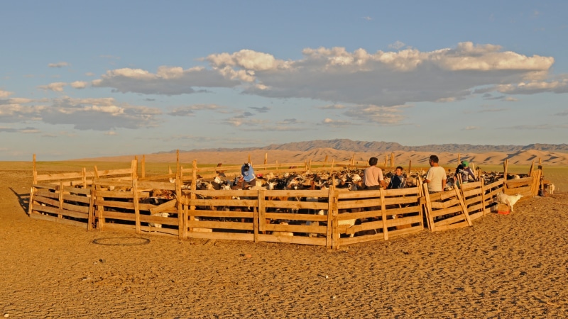 sand, sky, mongolia, desert, lifestyles, land, outdoors, goats, scenics - nature, nomadic life, environment, climate, tranquility, 4K, beauty in nature