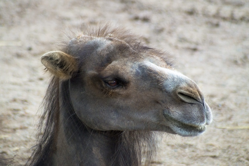 one animal, domestic, hot, close-up, sand, animal head, desert, focus on foreground, animals, no people, animal nose, portrait, livestock, asia, animal wildlife