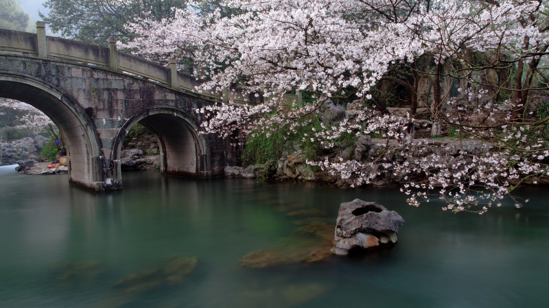 river, cherry tree, Hangzhou, west, hangzhou west lake, bridges, prince bay park, lake, springtime, tree, reflection, flowering plant, arch bridge, 4K