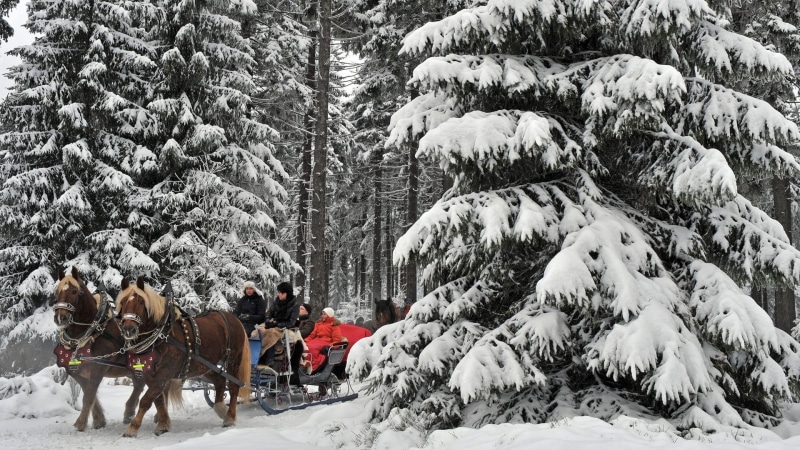 carriages, drawn, 1080P, winter, german, horses, riders, horse, forest, animals