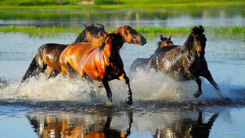 china, inner, mongolia, 2K, Animals