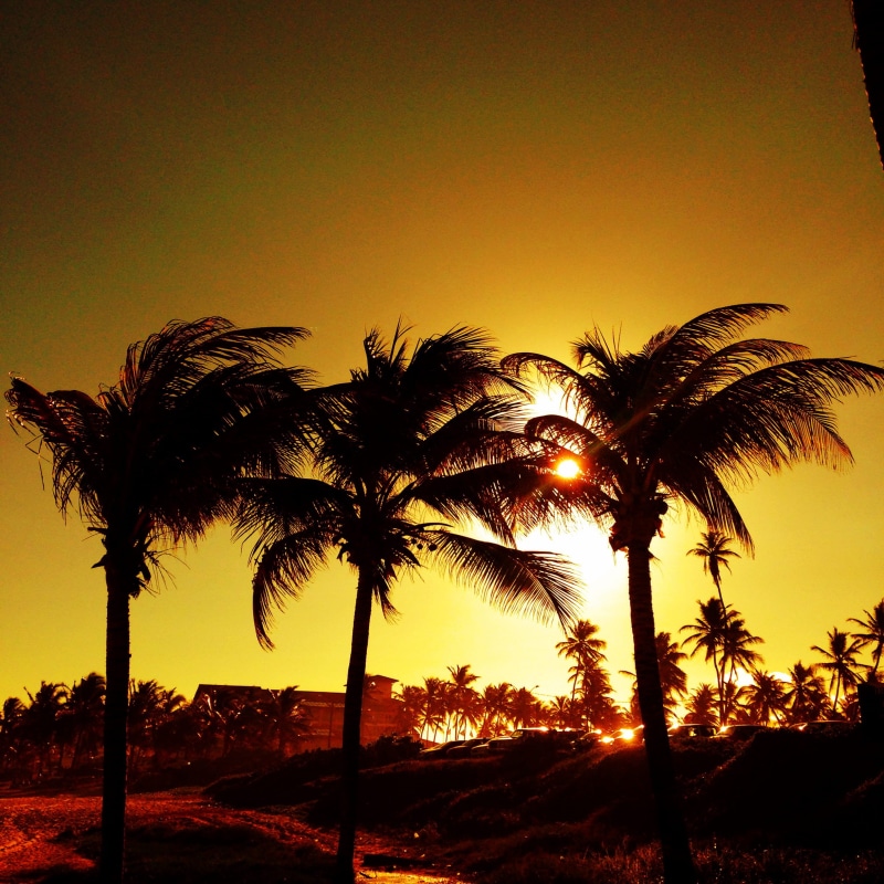 silhouette, coconut palm tree, bahia, beauty in nature, plant, brasil, beach, tree trunk, sunset, thegilalves, tropical tree, stellamares, growth, no people