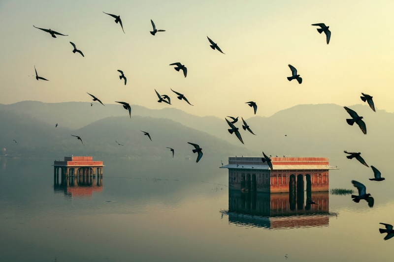India, Rajasthan, water, birds, Mahesh, photography, 1080P, b, Morning, bokeh, home, Jaipur