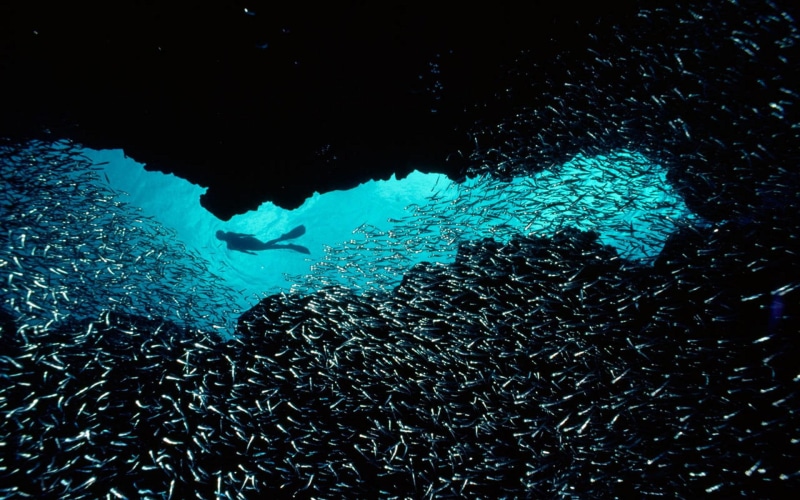 cold, picture, blue, coral reefs, national, 1080P, schooling, alone, fishes, depths, dreamy, nature, nice, diving, fish