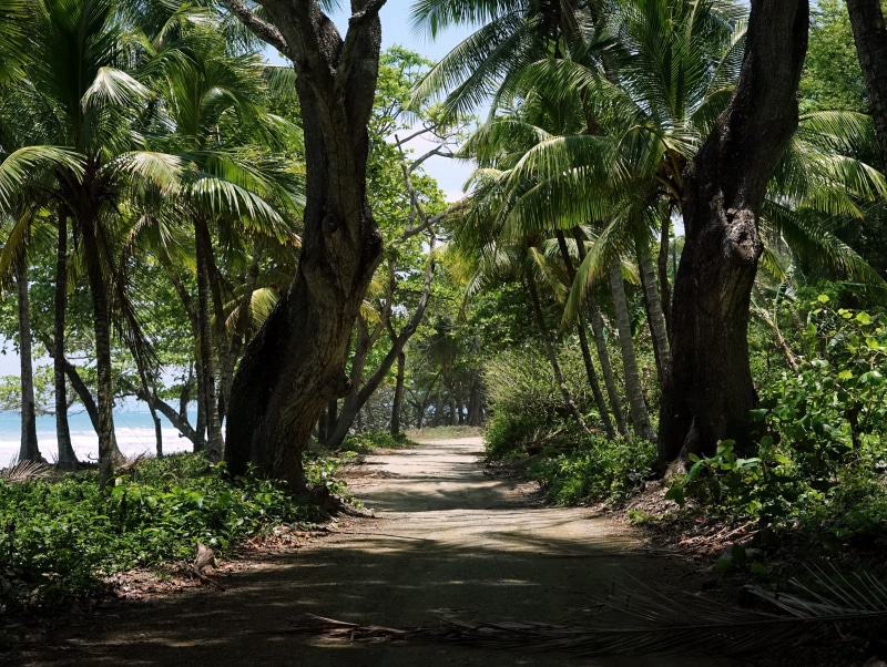 no people, green color, land, beach, tranquil scene, day, direction, treelined, explore, footpath, growth, palm tree, playa santa teresa, outdoors, diminishing perspective