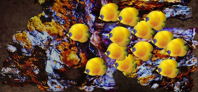 meeresbewohner, summer, thailand, sea life, marine life, sea, underwater, multi Colored, close-up, ocean, growth, diving, coral fish, bright, exotic, rock - object
