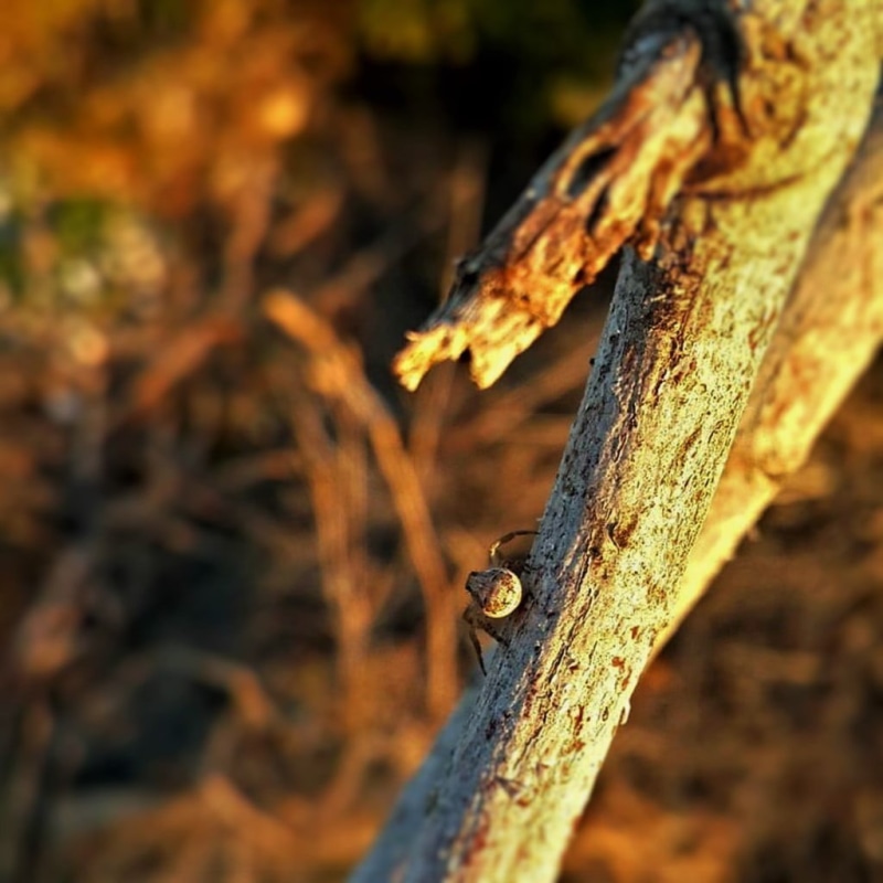 Turkey, trunk, top view, tree trunk, land, selective focus, growth, forest, no people, Izmir , focus on foreground, plant, animal wildlife, 480P, rough