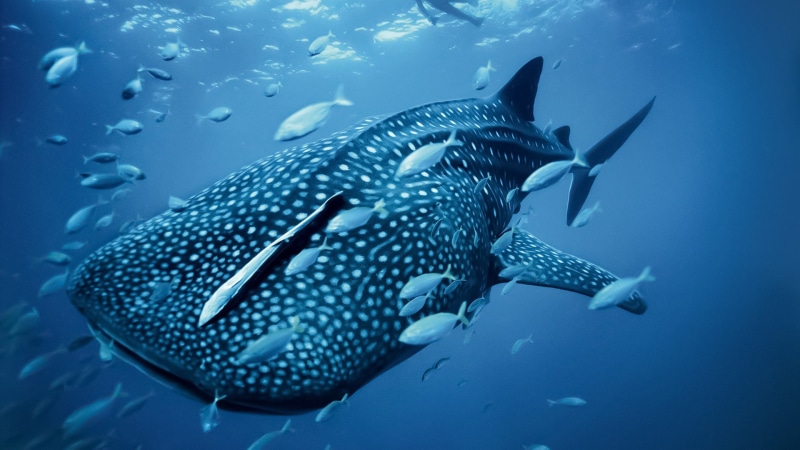 blue, no people, nature, whale shark, sea, animals in the wild, animal themes, sea life, large group of animals, animal wildlife, marine, 1080P, vertebrate